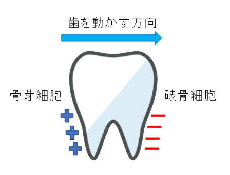 【歯の動くメカニズム】